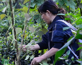 三月份可以種豆角嗎？豆角幾月份種？