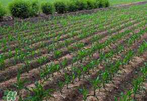 三月份可以種玉米嗎？玉米幾月份可以種？