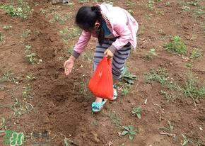 三月份可以種玉米嗎？玉米幾月份可以種？