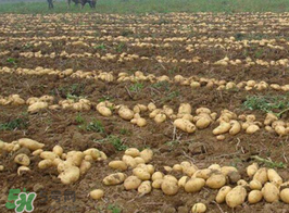 三月份可以種土豆嗎？土豆幾月份種植？