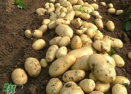 三月份可以種土豆嗎？土豆幾月份種植？