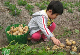 三月份可以種土豆嗎？土豆幾月份種植？