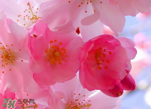 四月份還有櫻花嗎？四月份哪里有櫻花？