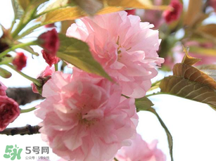 四月份還有櫻花嗎？四月份哪里有櫻花？