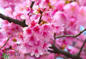 四月份還有櫻花嗎？四月份哪里有櫻花？