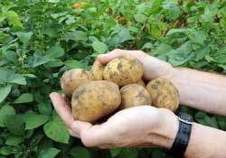 三月份可以種土豆嗎？土豆幾月份種植？