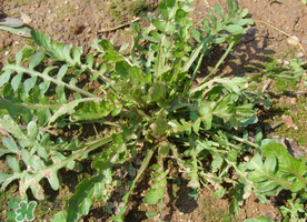 薺菜需要焯水嗎？薺菜焯水的好處