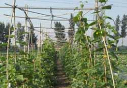 三月份可以種豆角嗎？豆角幾月份種？