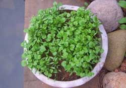 三月份可以種香菜嗎？香菜幾月份播種？