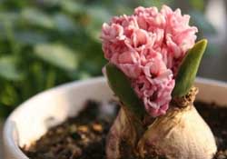 三月份可以種風(fēng)信子嗎？風(fēng)信子幾月份種植？