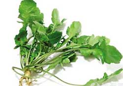 薺菜是什么菜？薺菜是什么野菜？