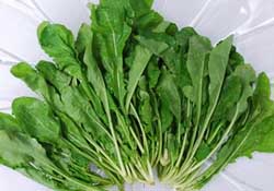 薺菜能和青菜一起吃嗎？薺菜和青菜一起吃好嗎？