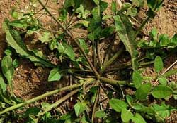 蒲公英和薺菜的能同食嗎？薺菜和蒲公英的區(qū)別