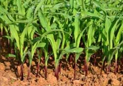 三月份可以種玉米嗎？玉米幾月份可以種？