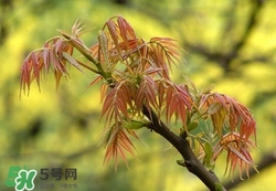 什么東西清火效果好？什么東西清火最快？