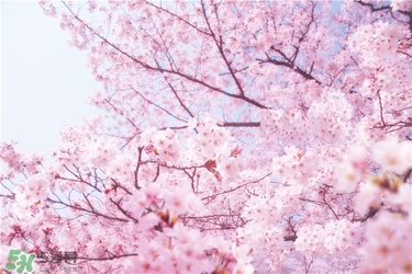 可口可樂2017櫻花限定哪里買？可口可樂櫻花限定好喝嗎？