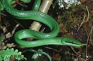 被蛇咬了怎么急救？被蛇咬了怎么辦？