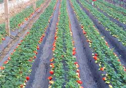 春天種草莓會結(jié)果嗎？春天種草莓什么時候結(jié)果？