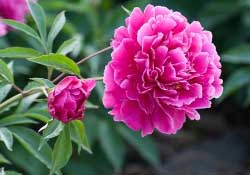 春天能種芍藥嗎？芍藥幾月種植？