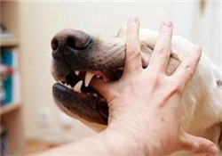 狂犬疫苗多少錢？狂犬疫苗價(jià)格？