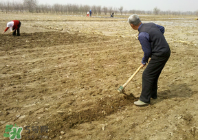 三月份可以種花生嗎？花生幾月份播種比較好？