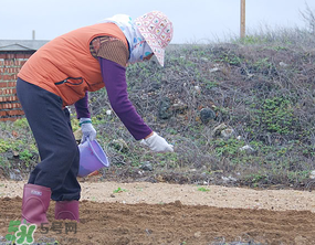 三月份可以種花生嗎？花生幾月份播種比較好？