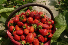 草莓可以泡酒嗎？草莓泡酒能喝嗎？