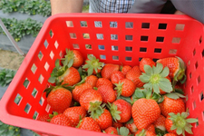 草莓可以泡酒嗎？草莓泡酒能喝嗎？