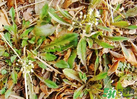 薺菜不能和什么一起吃？薺菜和什么相克？