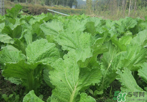 芥菜能和雞肉一起吃嗎？芥菜與雞肉同吃會中毒嗎？