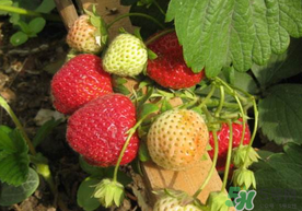春天能種草莓嗎？春天可以種草莓嗎？