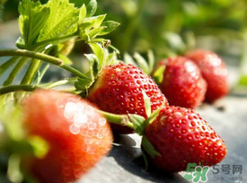 春天能種草莓嗎？春天可以種草莓嗎？