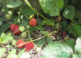 春天能種草莓嗎？春天可以種草莓嗎？