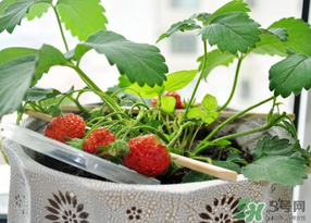 春天種草莓會結(jié)果嗎？春天種草莓什么時候結(jié)果？