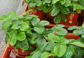 春天種草莓會結(jié)果嗎？春天種草莓什么時候結(jié)果？