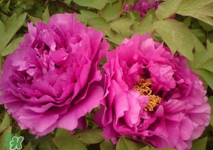 春天栽牡丹能活嗎？春天能種牡丹嗎？