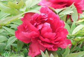 春天栽牡丹能活嗎？春天能種牡丹嗎？