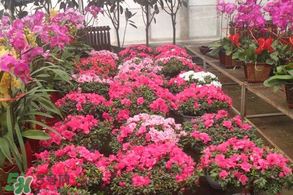 春天栽牡丹能活嗎？春天能種牡丹嗎？