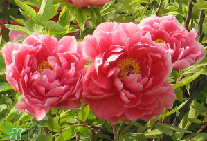 春天牡丹怎么養(yǎng)？春天牡丹怎么種植？