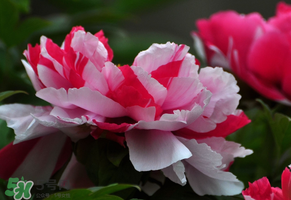 春天牡丹怎么養(yǎng)？春天牡丹怎么種植？