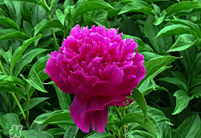 春天牡丹怎么養(yǎng)？春天牡丹怎么種植？