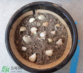 春天可以種大蒜嗎？春天什么時候種大蒜？