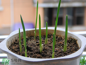 春天可以種大蒜嗎？春天什么時候種大蒜？