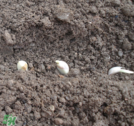 春天可以種大蒜嗎？春天什么時候種大蒜？