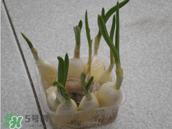 春天大蒜什么時(shí)候澆水？大蒜多久澆一次水？