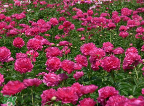 春天能種芍藥嗎？芍藥幾月種植？