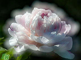 春天能種芍藥嗎？芍藥幾月種植？