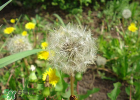 蒲公英多少錢一斤？蒲公英多少錢一克？