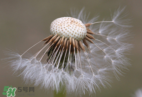 蒲公英多少錢一斤？蒲公英多少錢一克？