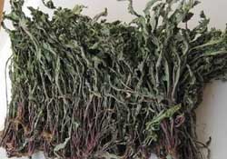 干的蒲公英多少錢一斤？蒲公英多少錢一斤干的？